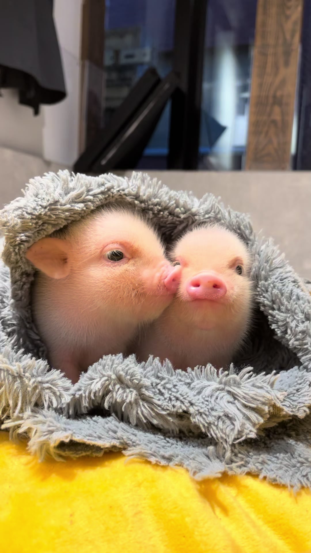 @pignic