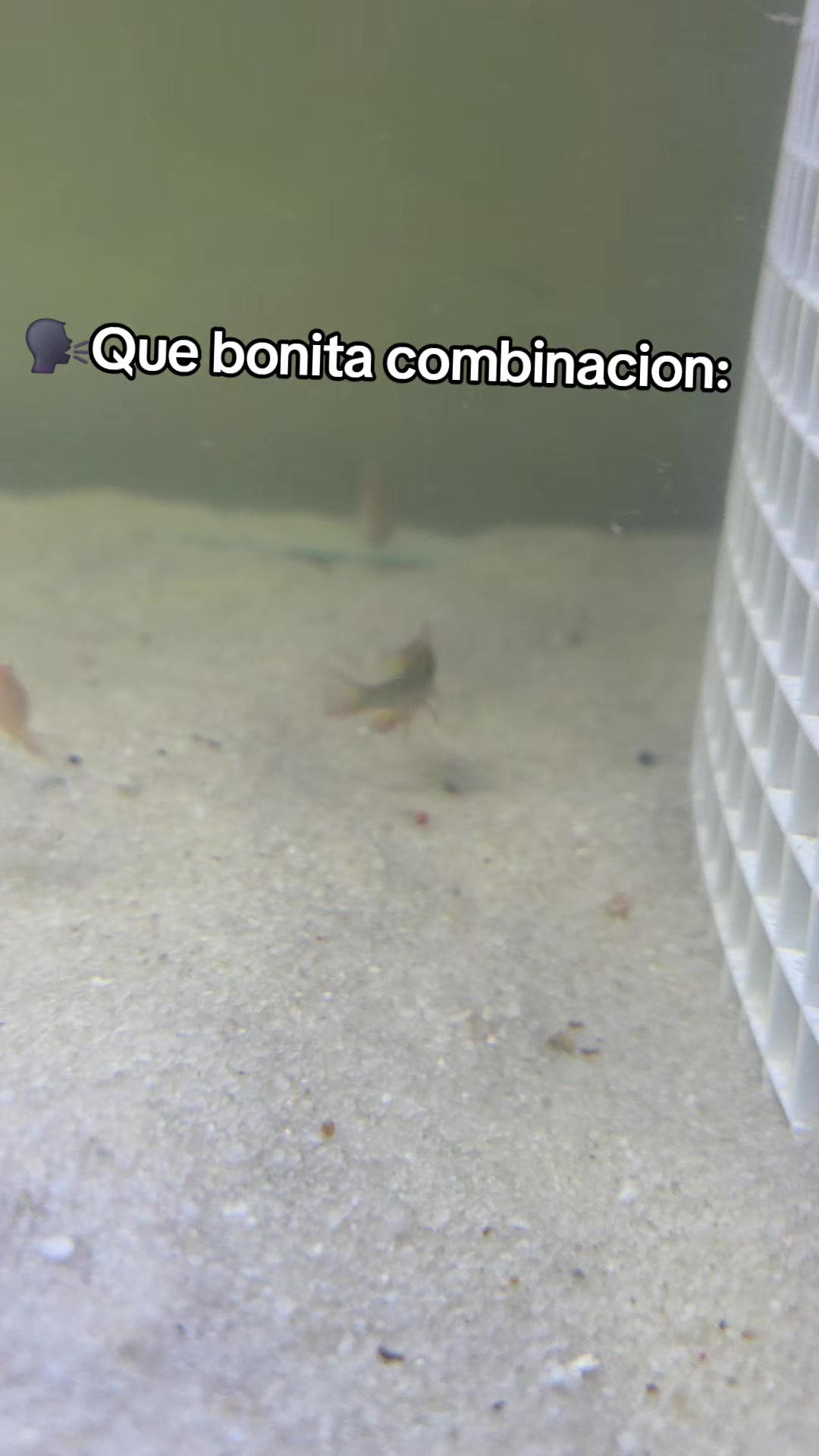 @Acuario Zoo Fish💙