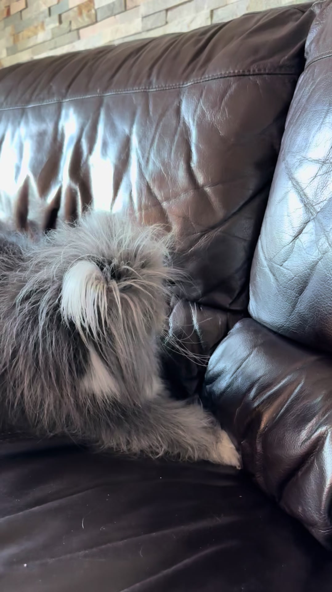 @atchoumthecat