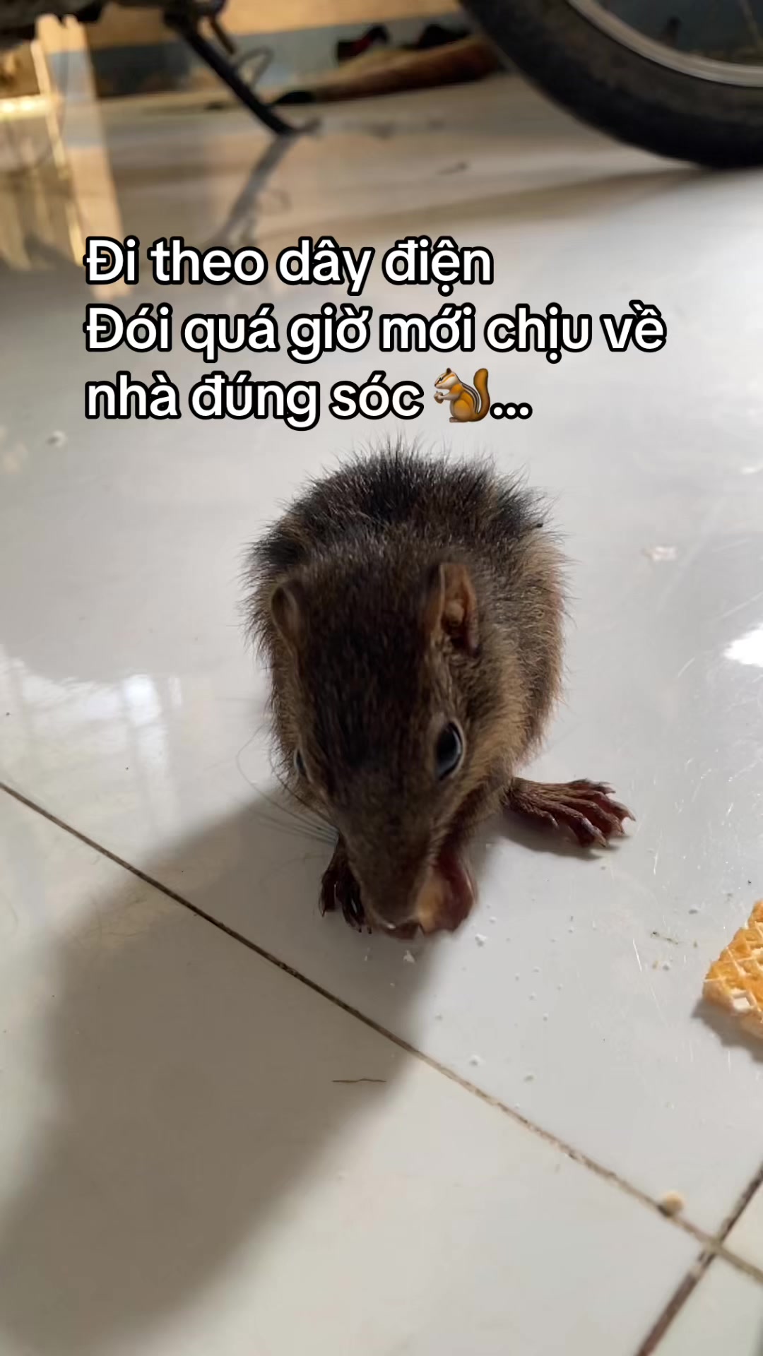 @dangvothanhgiau