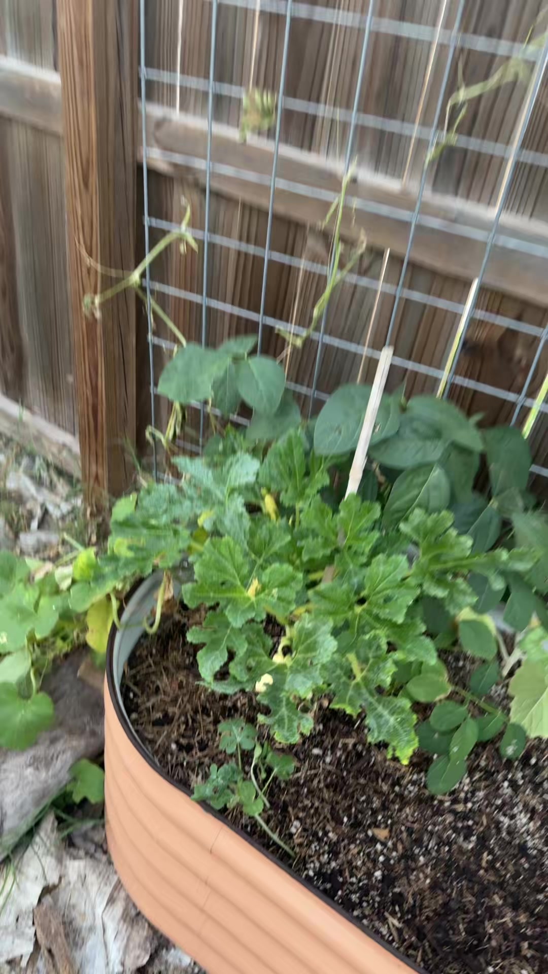 @themagicvalleygardener