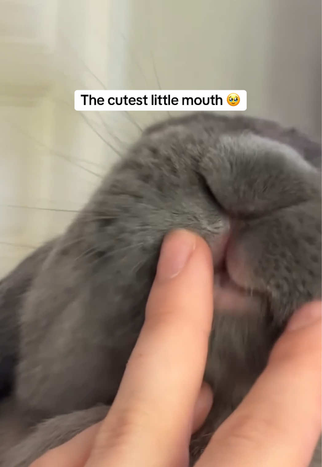 @Buzz the Bunny