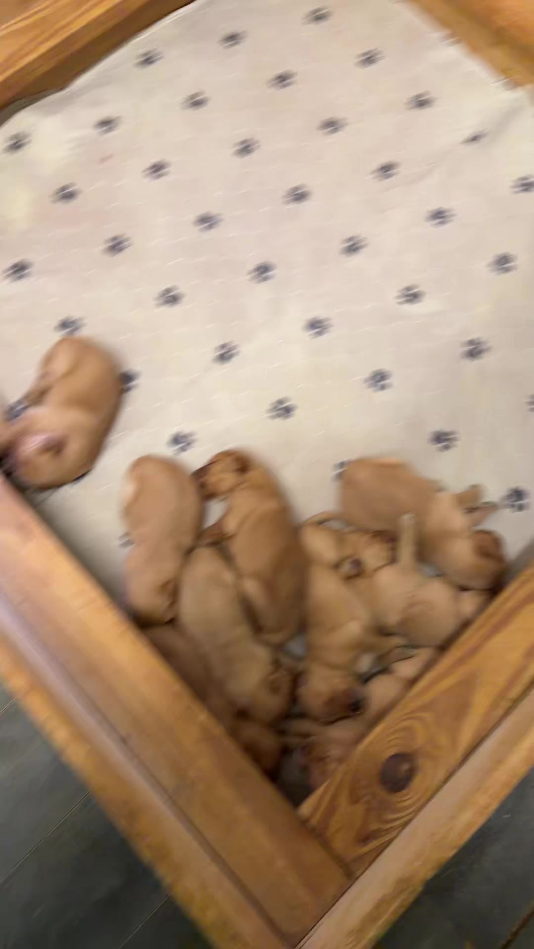 @RhondasRetrievers
