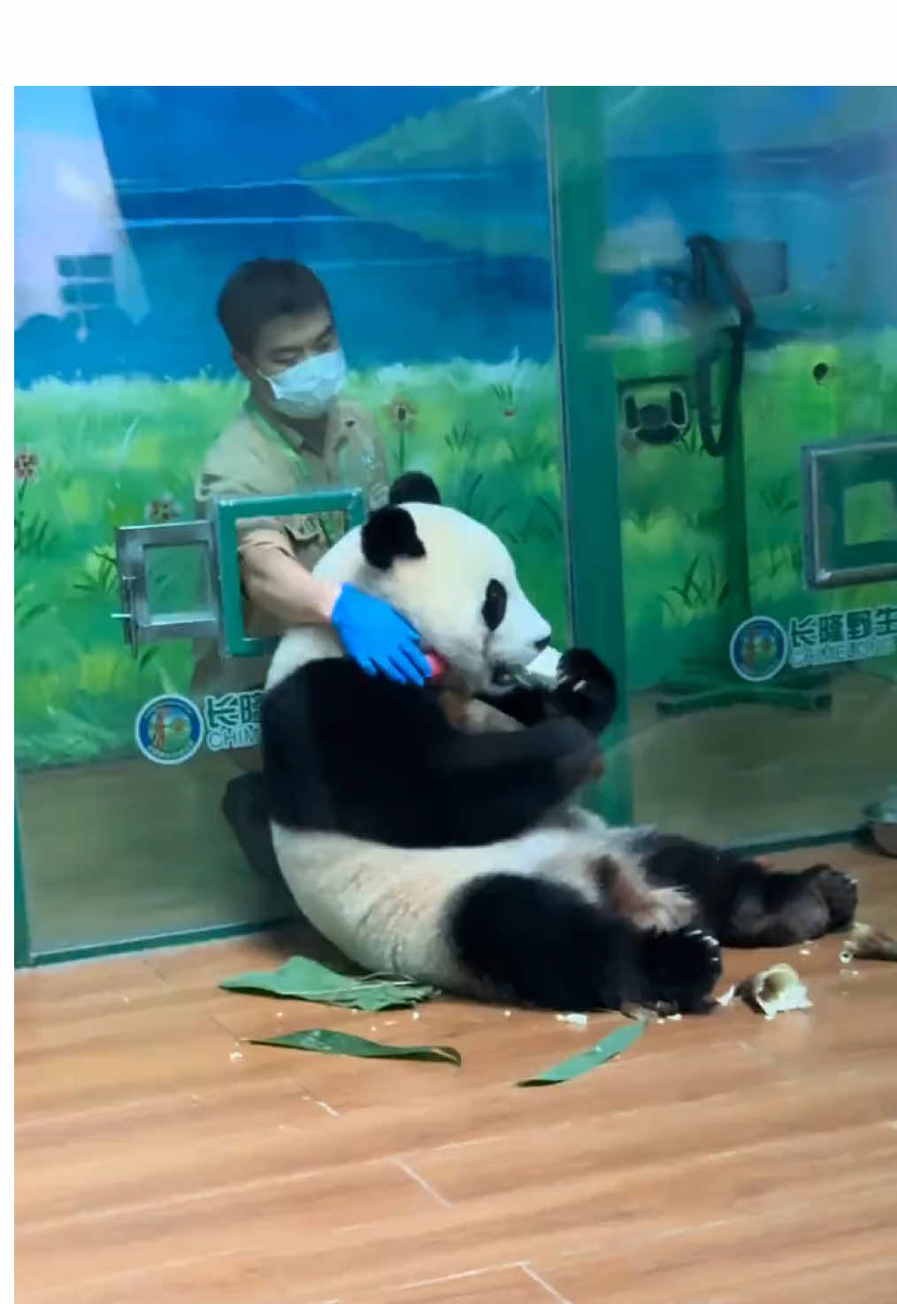 @熊猫妹珠🐼