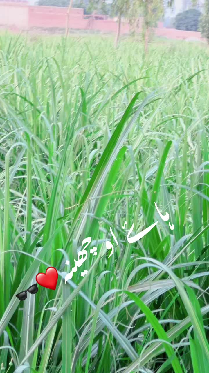 @MalikAryanKanjan🥷🏻