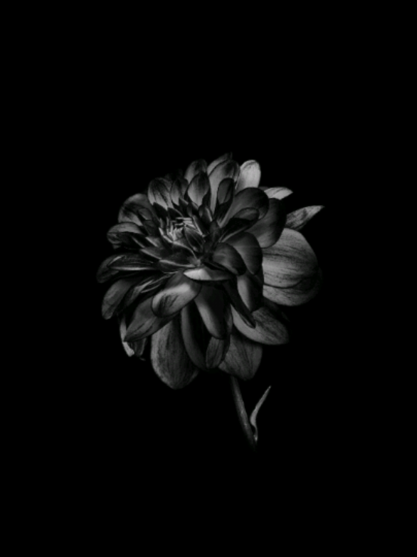 @𝐒𝐓𝐀𝐑'𝐒