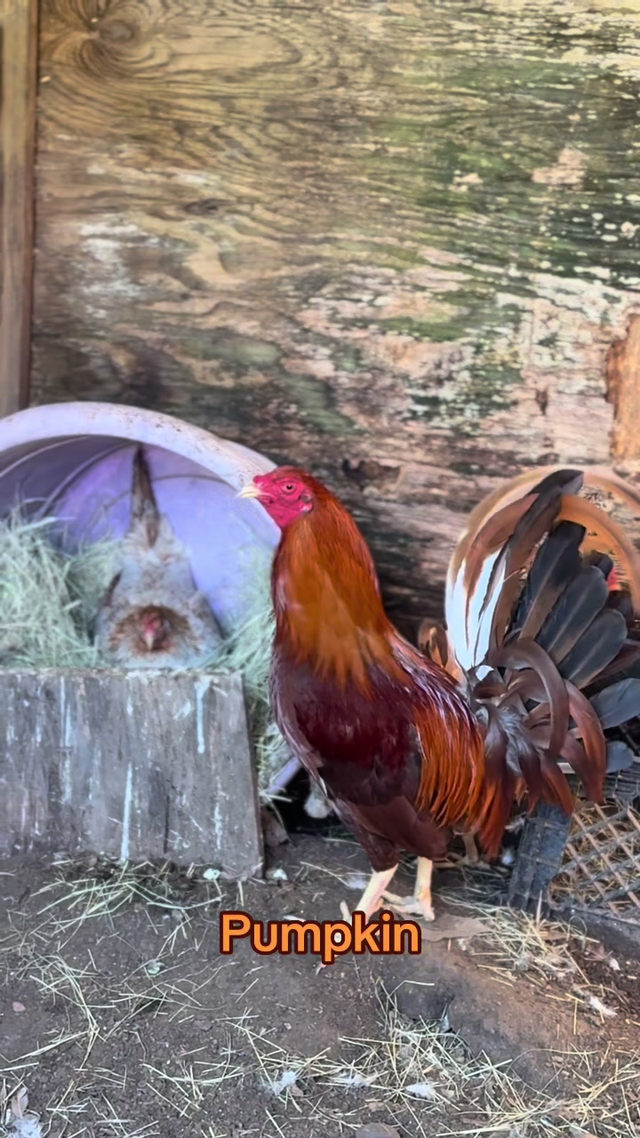 @Bryan Gamefarm