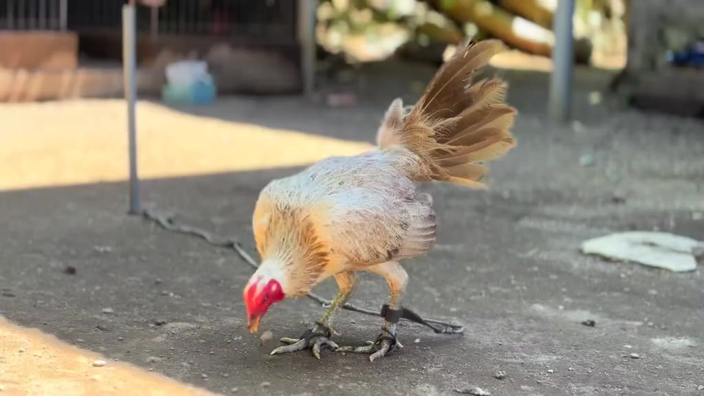 @Zoren ka manok tv
