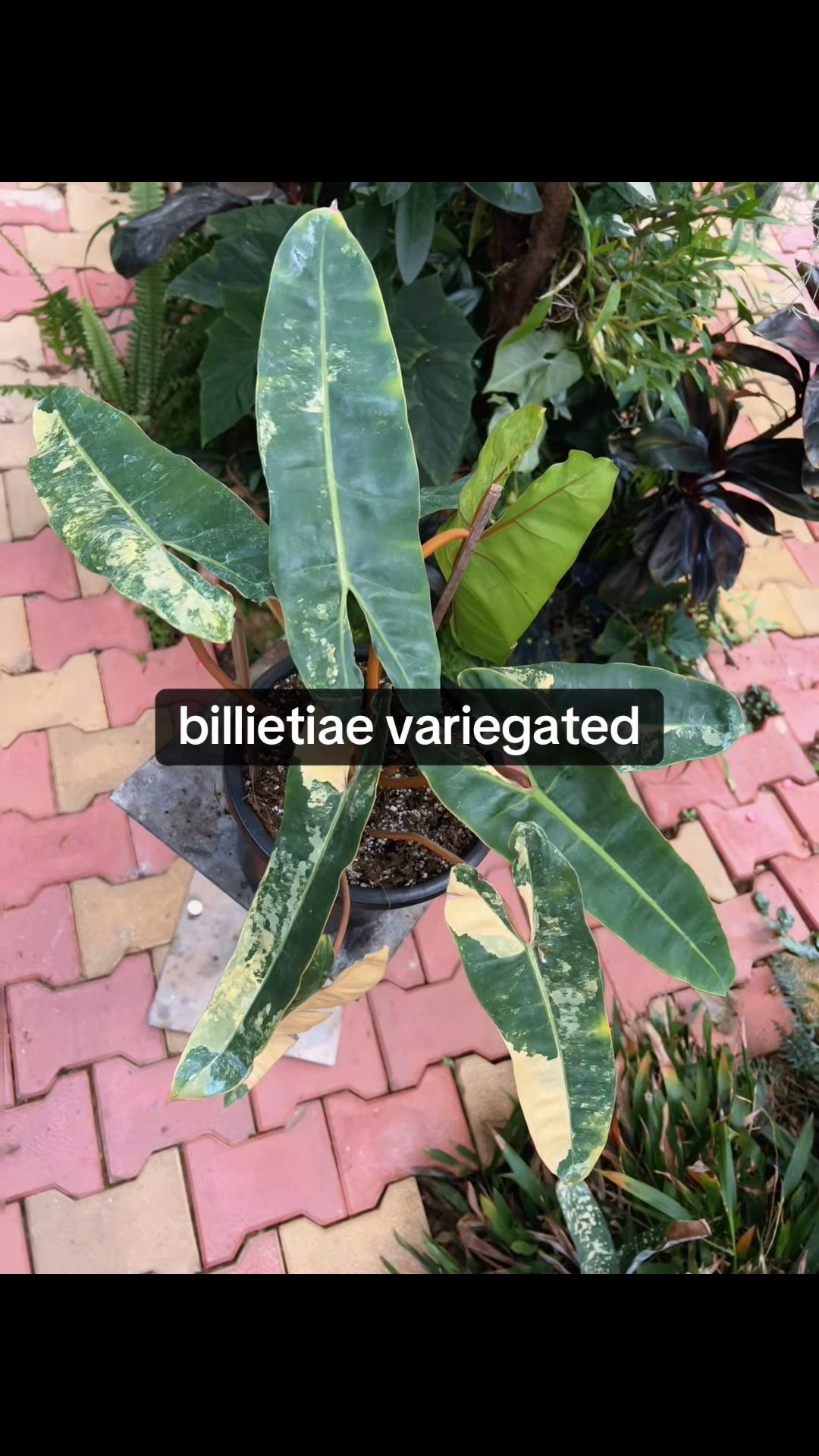 @Green Tara nursery(Nurseryman)