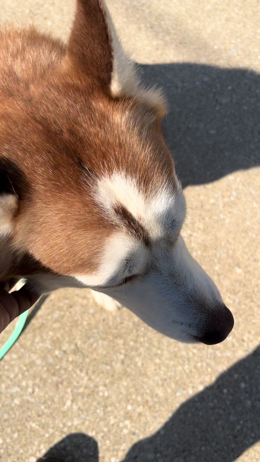 @Jay TheDog Trainer