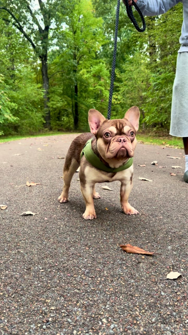 @⭐️ 5 Starr Frenchies ⭐️