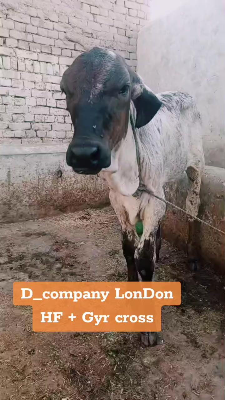 @Dr Mohammad Raza Kachala
