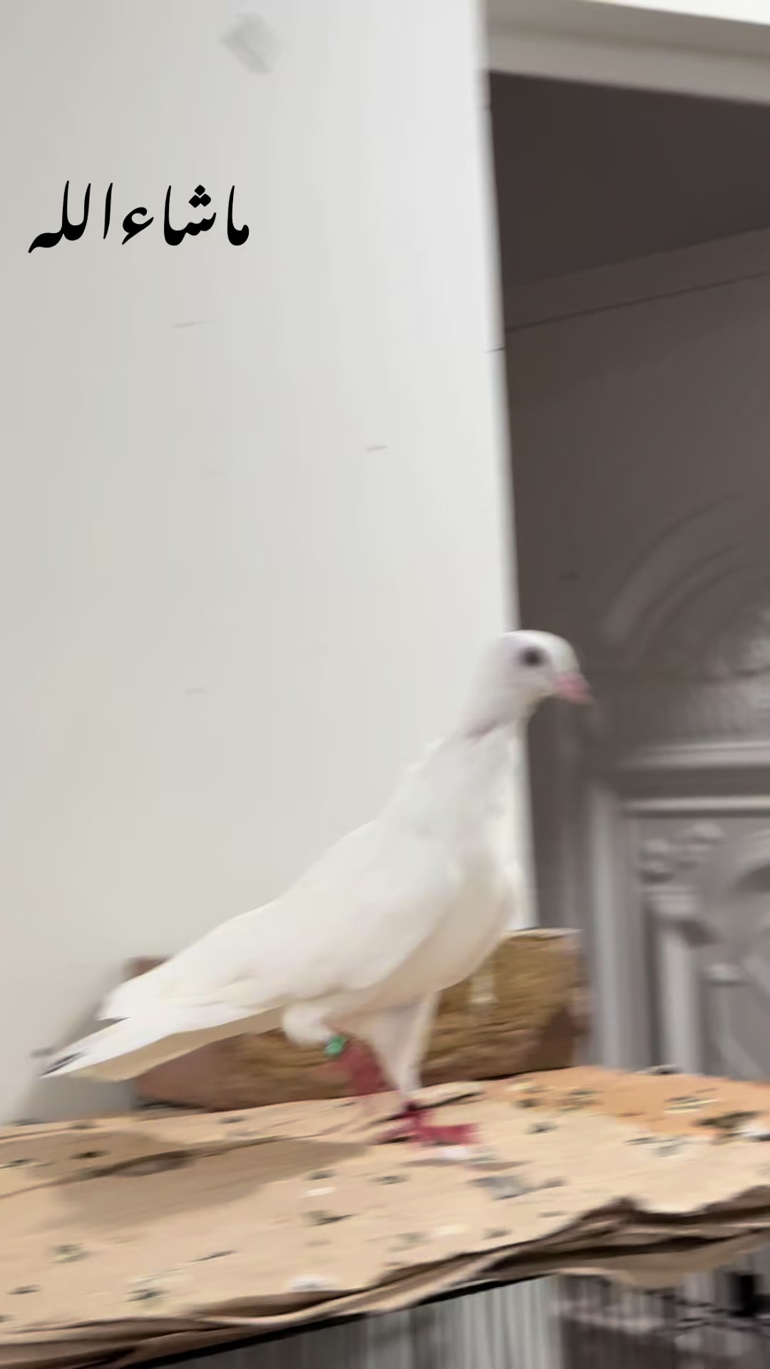 @Royal Birds 🕊️👑