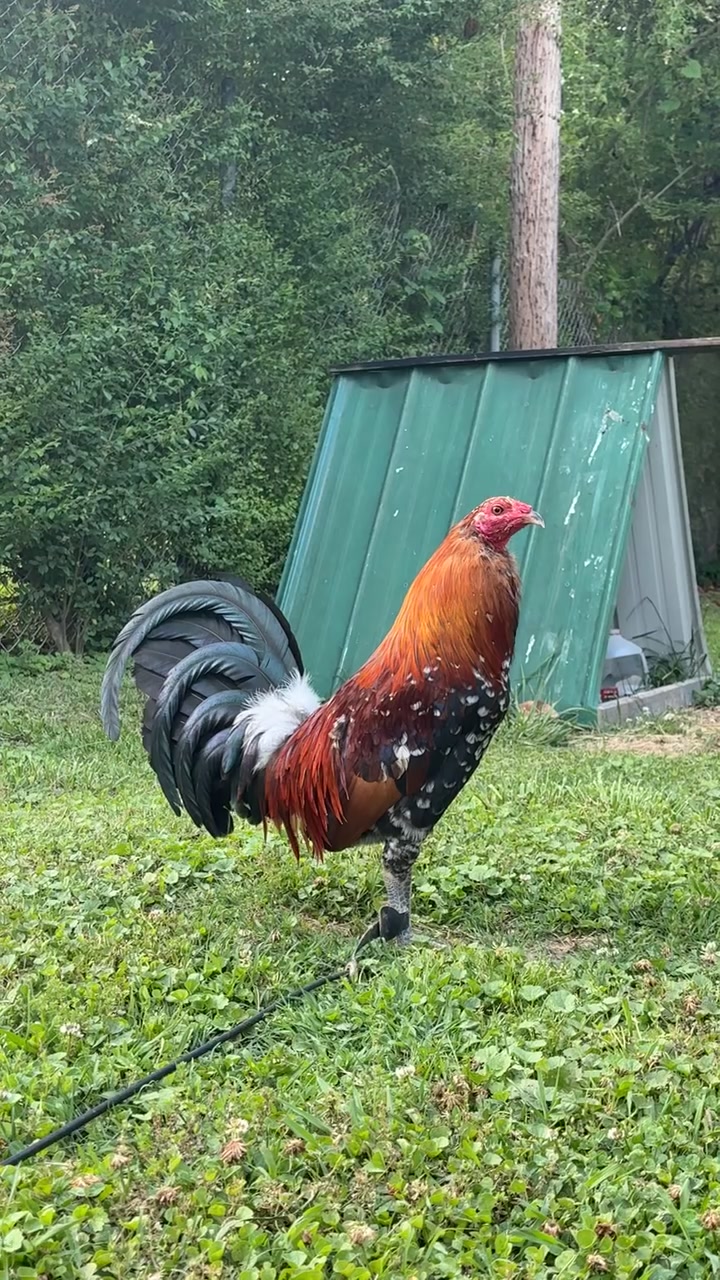 @Say when Sargents gamefarm