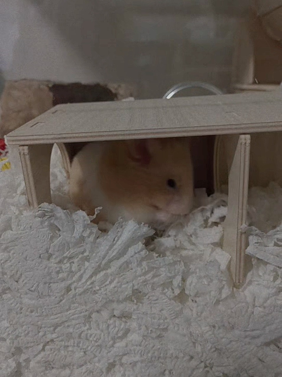@Diariodeunhamster❤️🐹