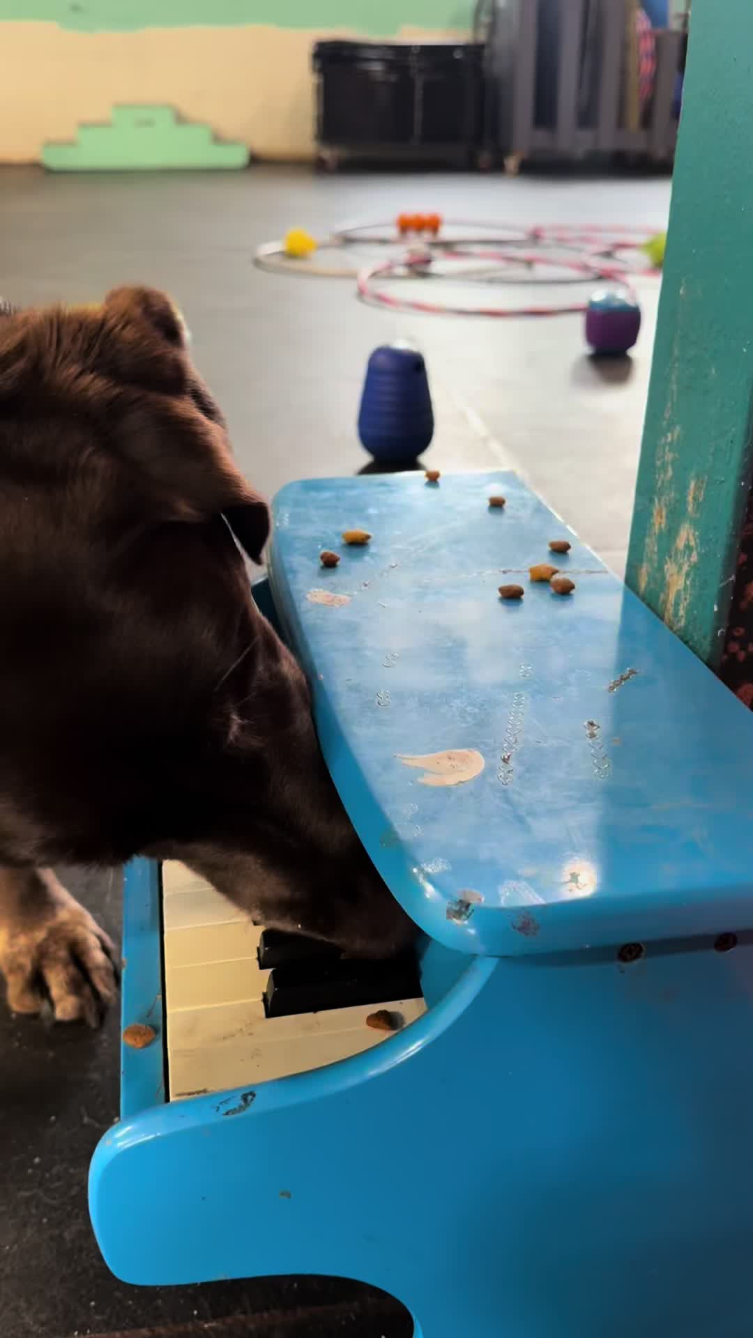 @the_crazy_k9_crew