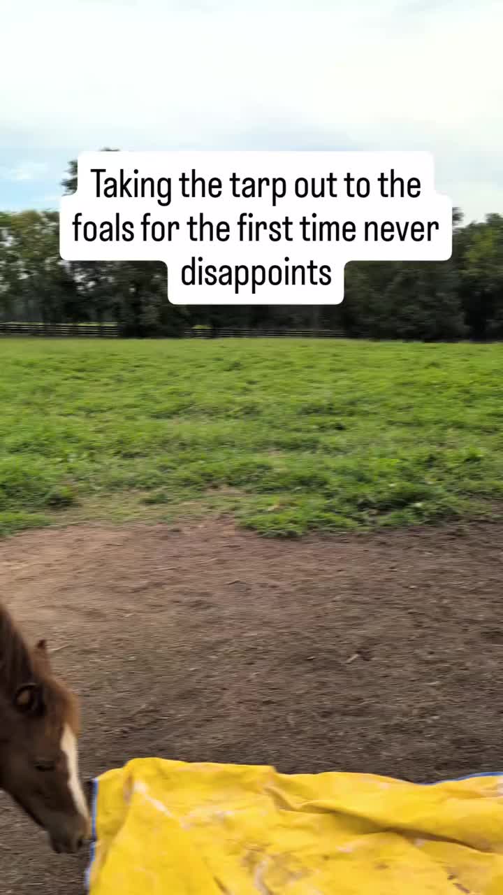 @ThunderGallops