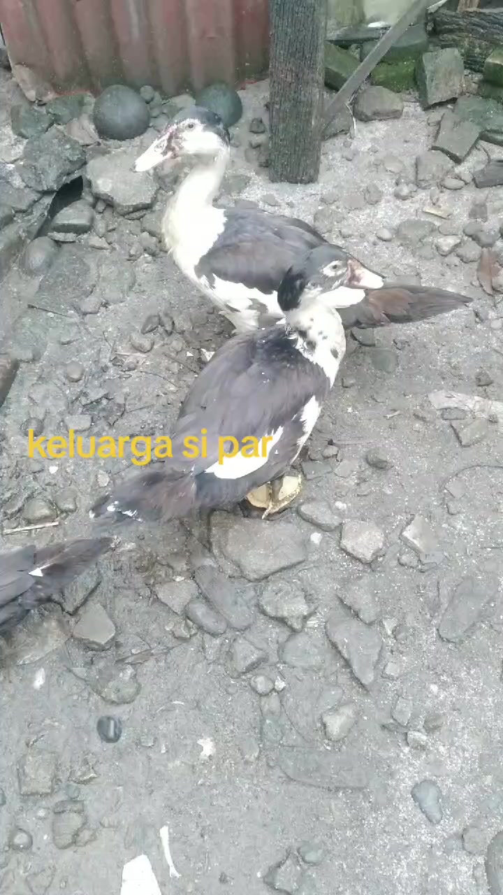 @Sri Rahayu