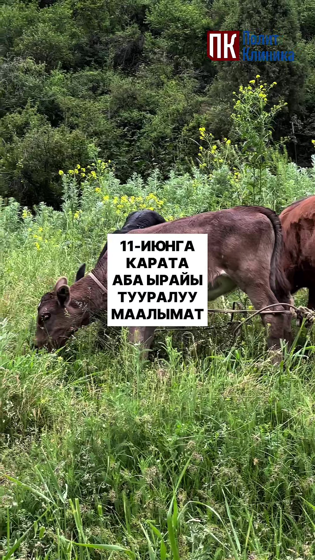 @politklinika