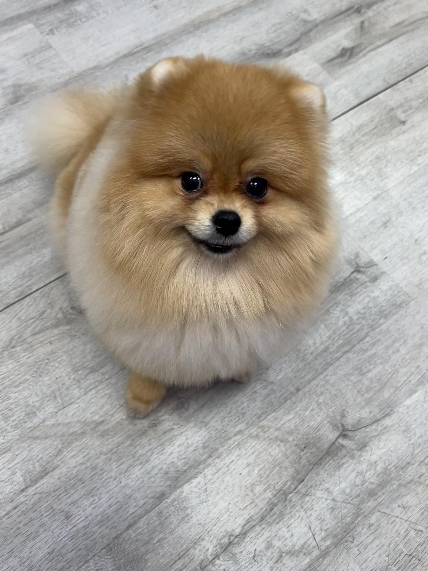 @Dog & Cat Planet