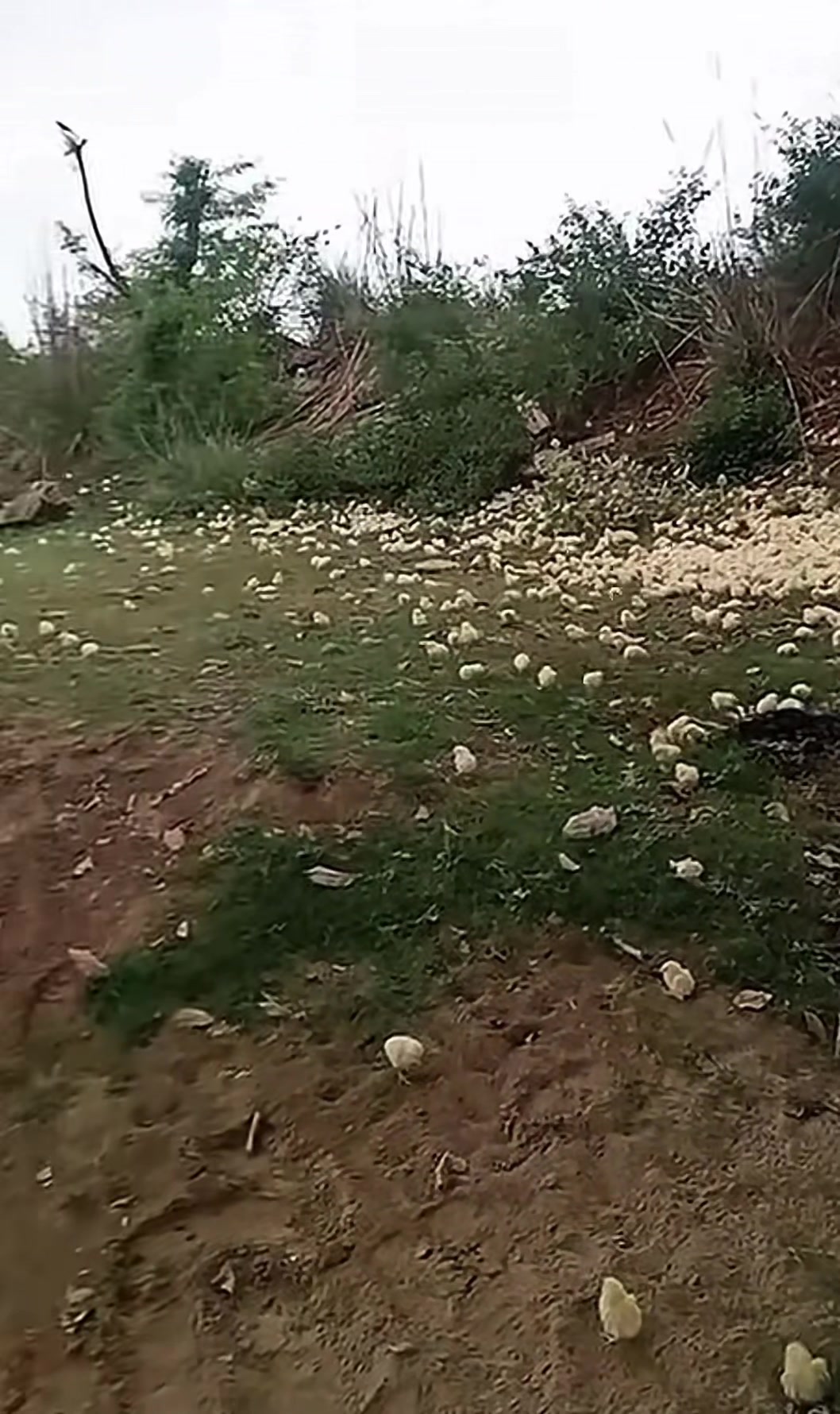 @الحاج