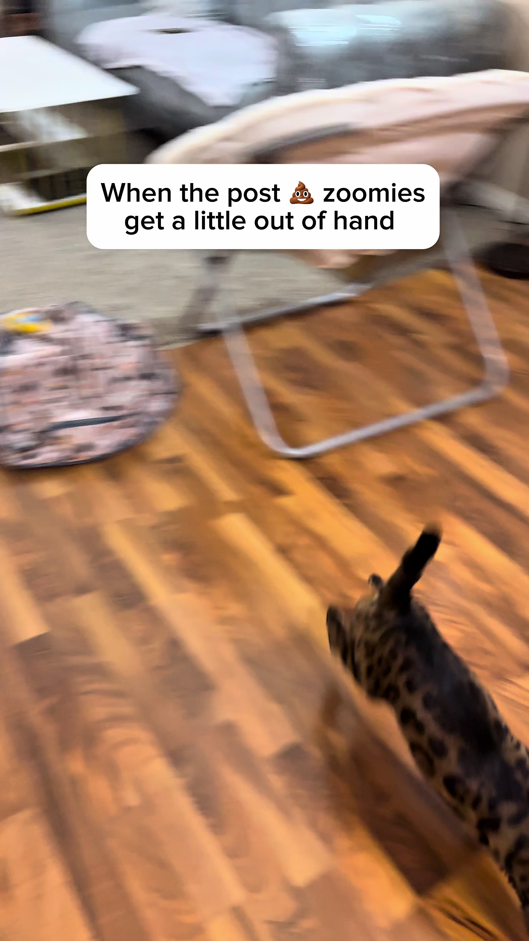 @Three Nawty Cats