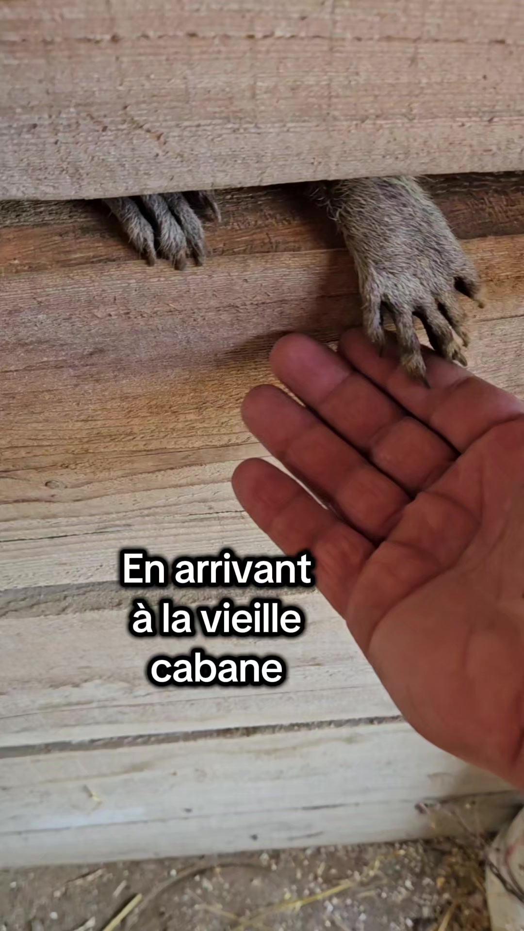 @Le Felin🐾
