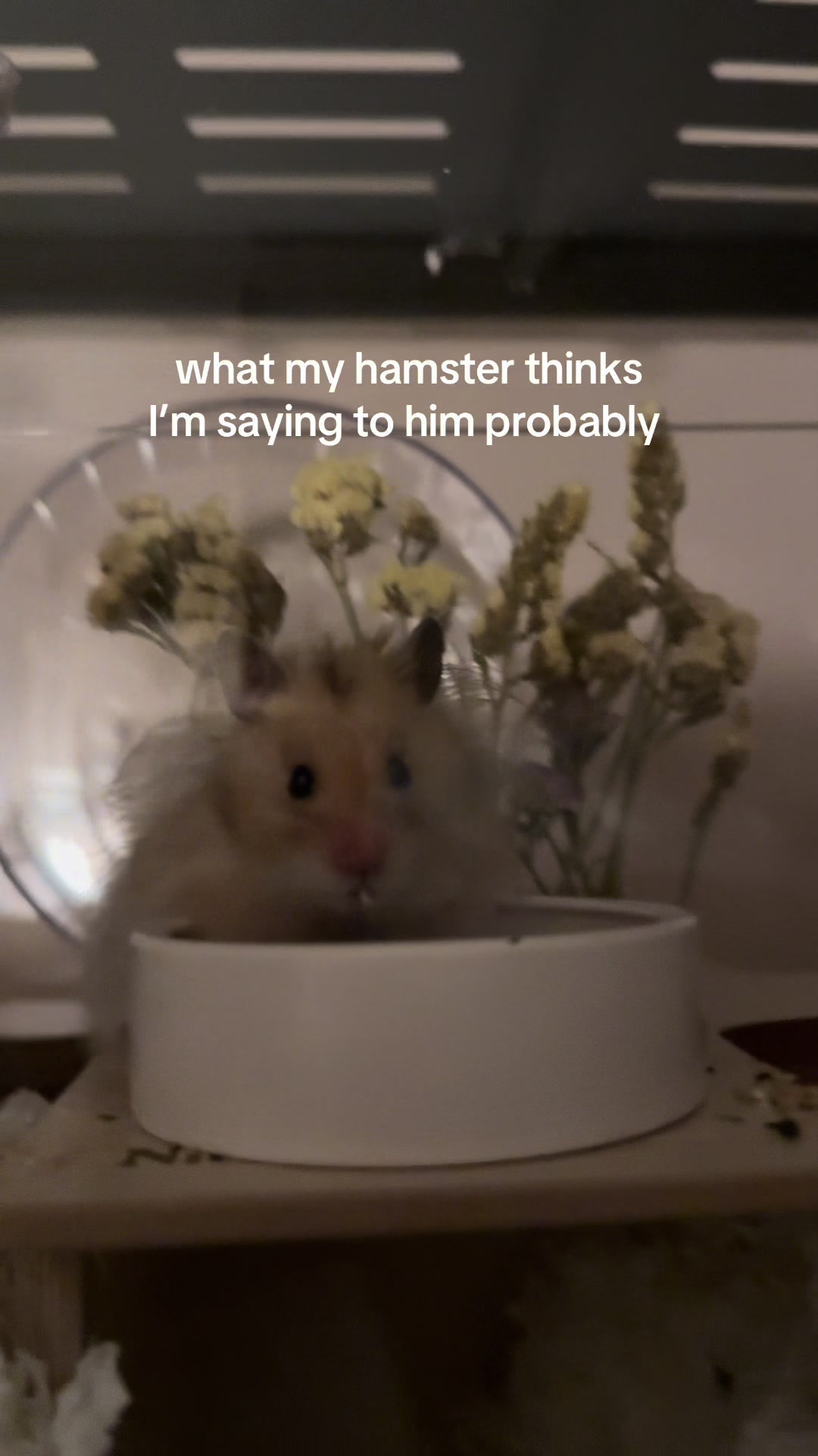@hamsterwlw