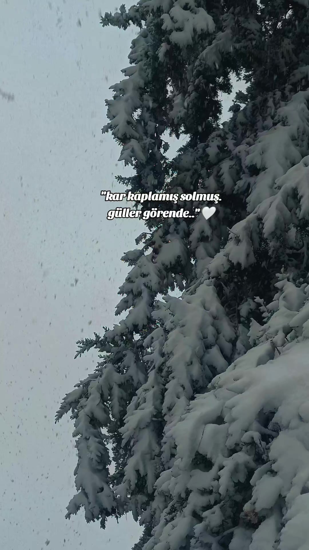 @𝐒 𝐓 𝐄 𝐑 𝐊 ✷