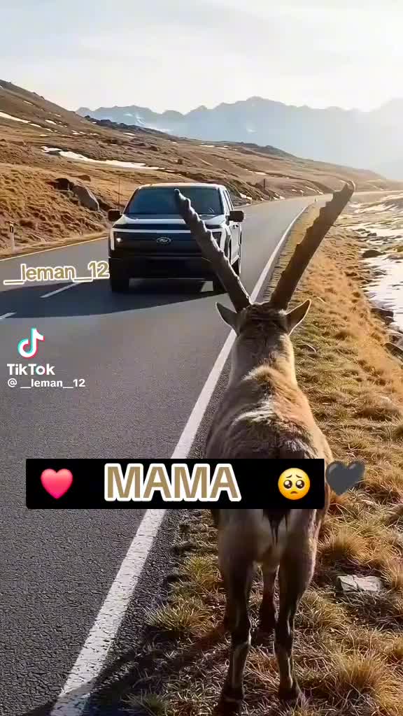 @Bahram