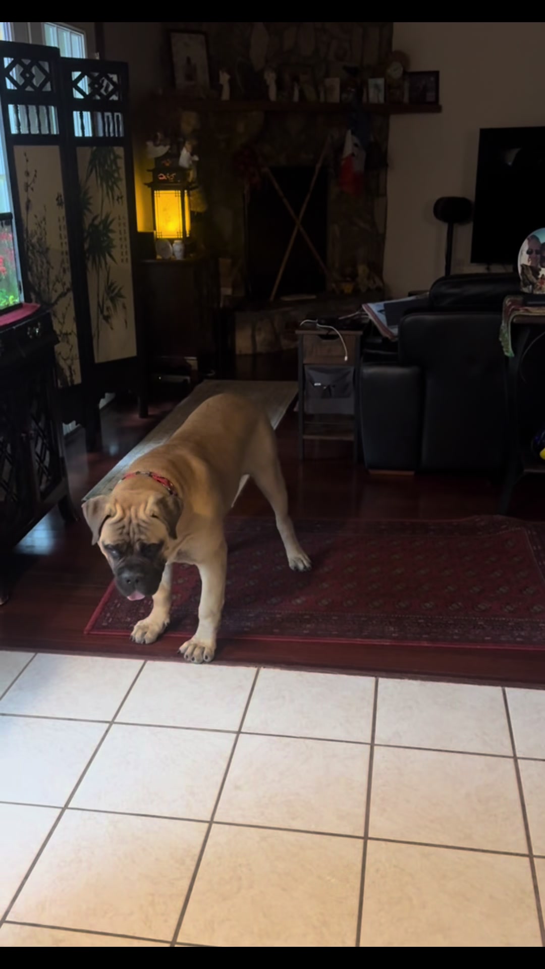 @Xander the Bullmastiff