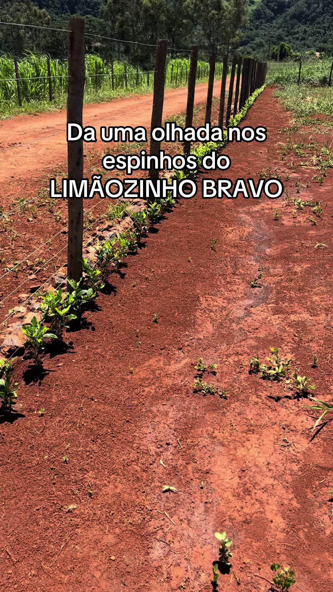 @Chácara N’Roça