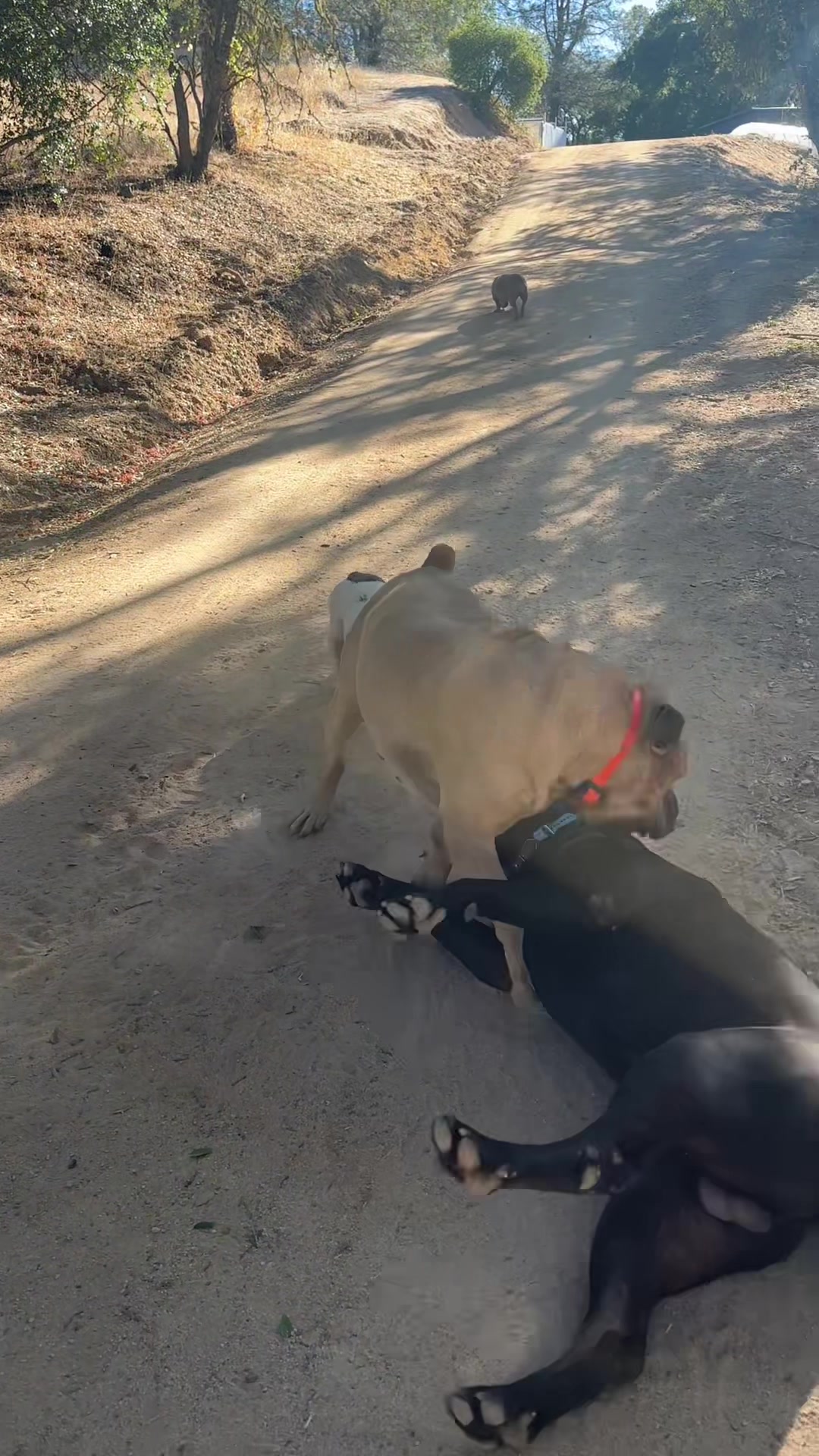 @Bigfoot Boerboels