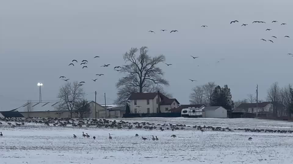 @Northern Duck Calls