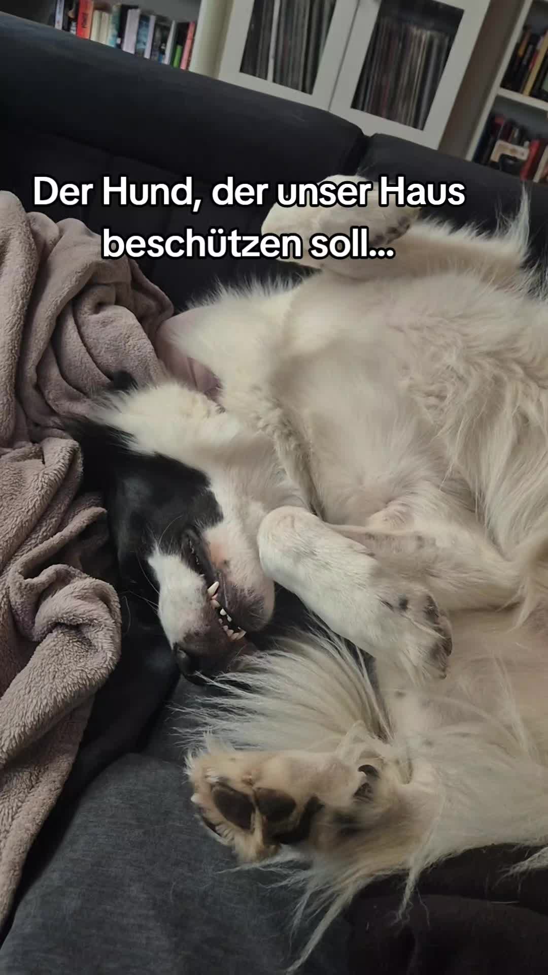 @Vino 🐶