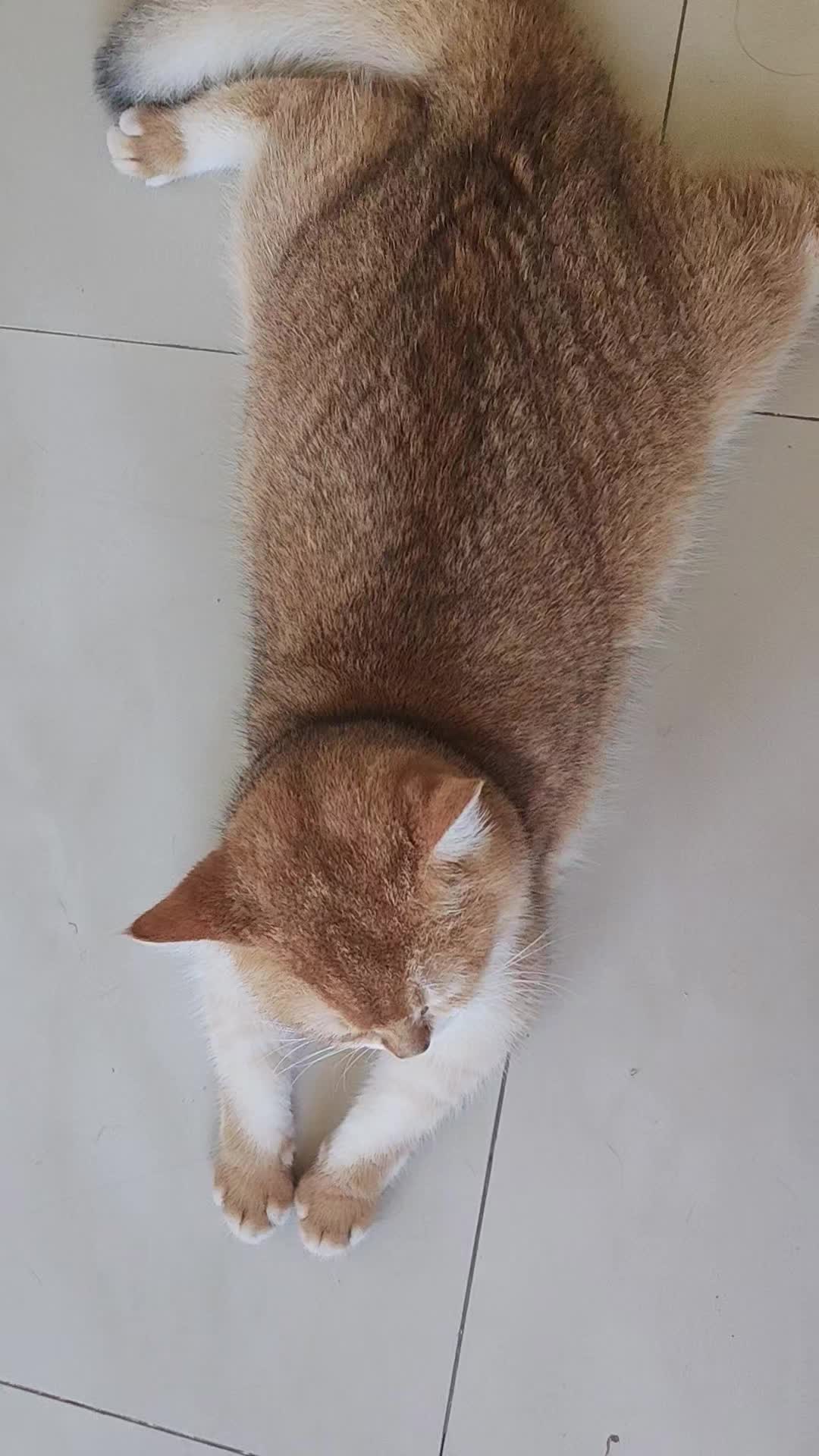@UniqueClaw Cattery