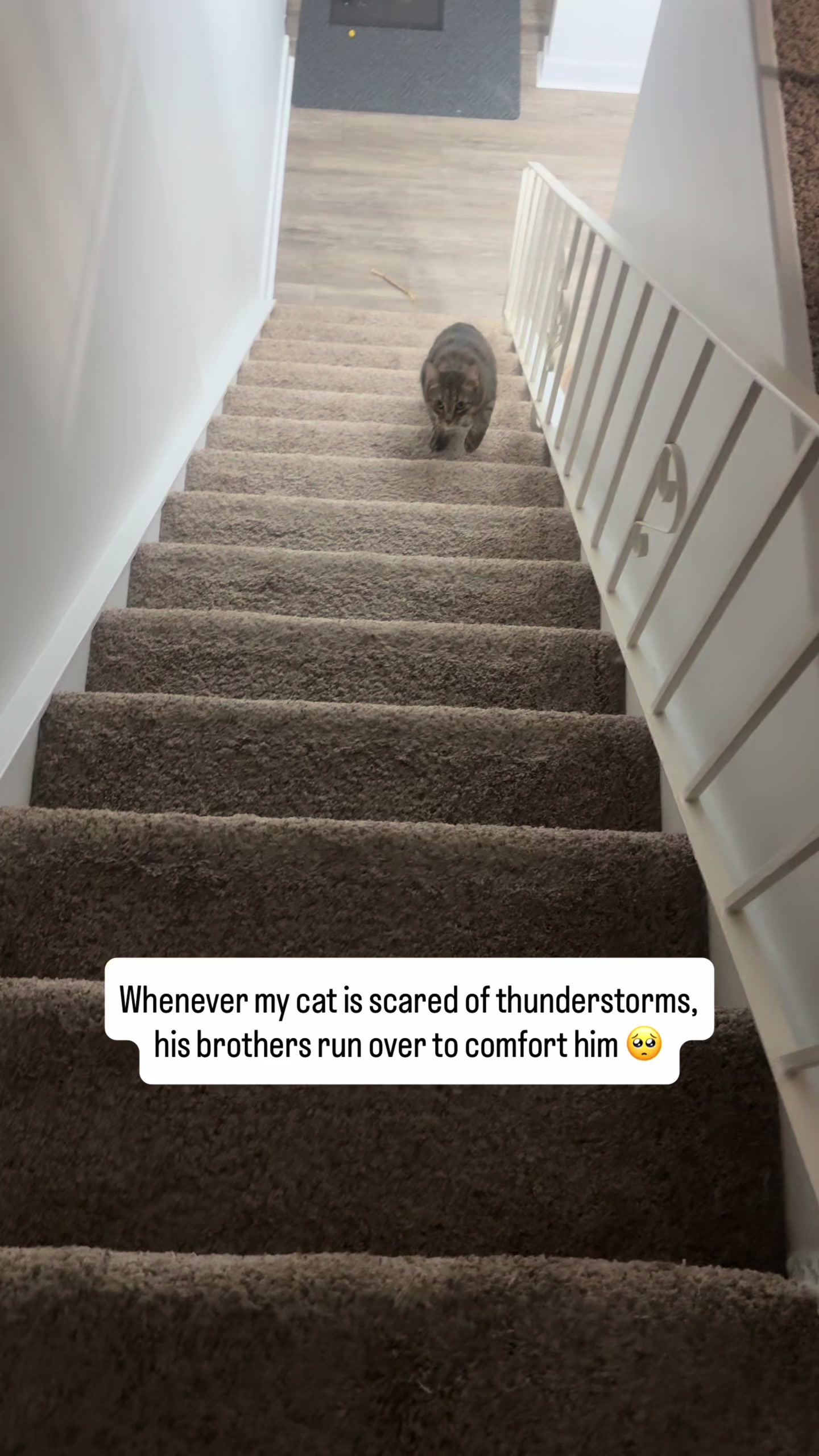 @Three Nawty Cats
