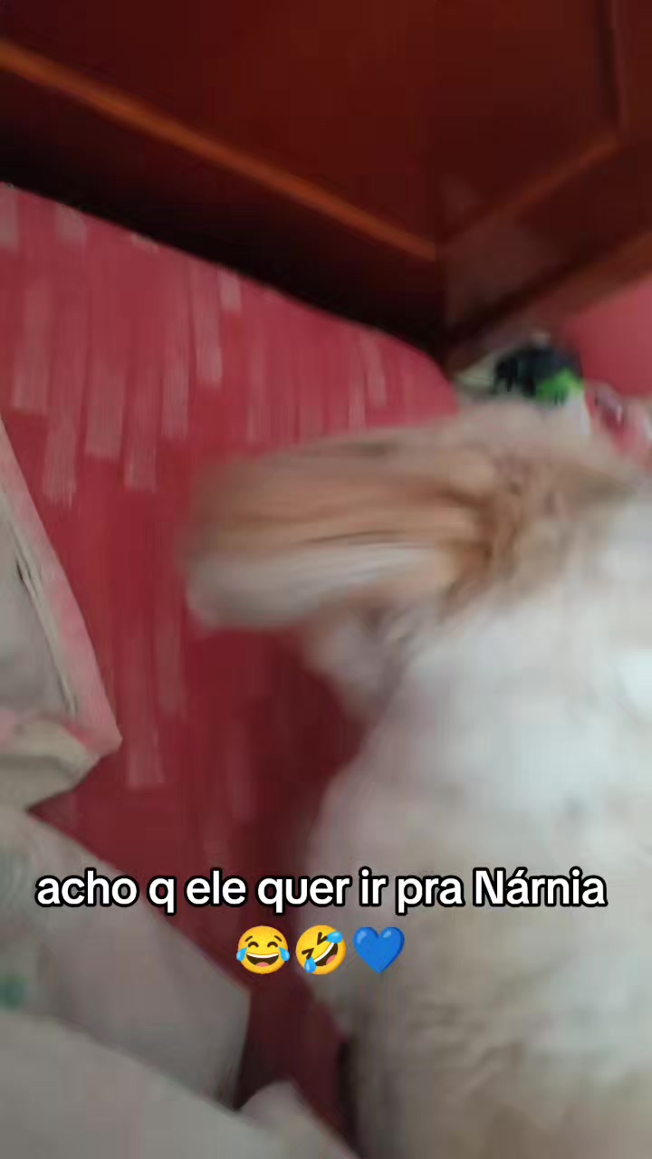 @🌹🎼D&eacute;ia Ruiva🎼✨