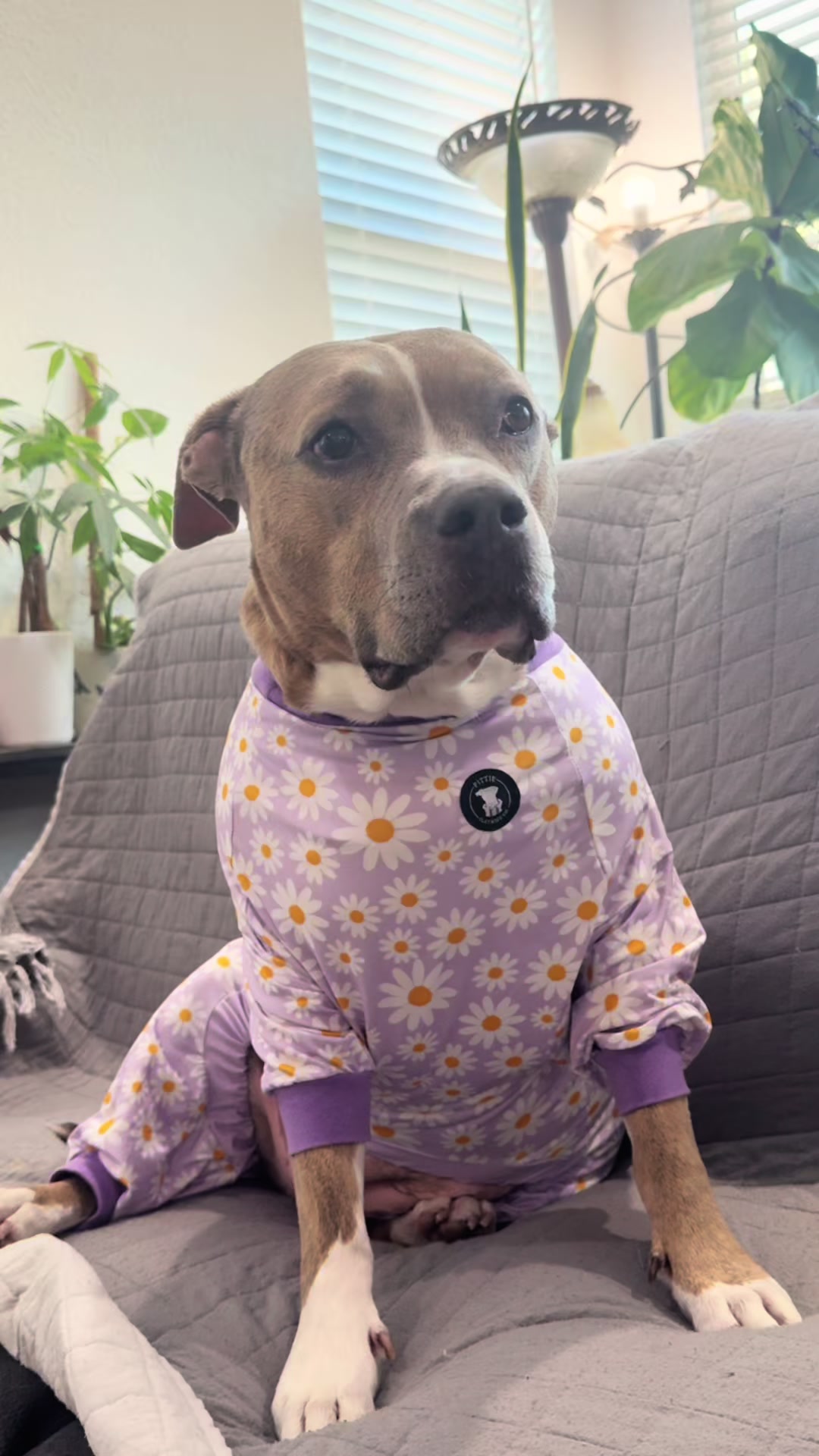@Indie.pittie