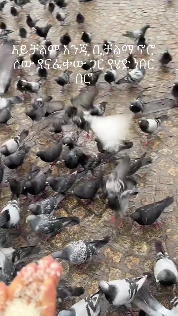 @ℕ𝕒𝕗𝕚𝕪𝕒𝕕