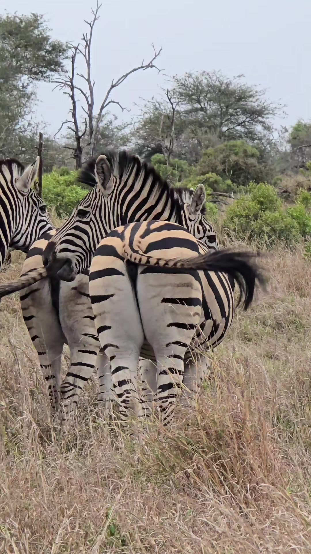@KPS Safaris and Tours