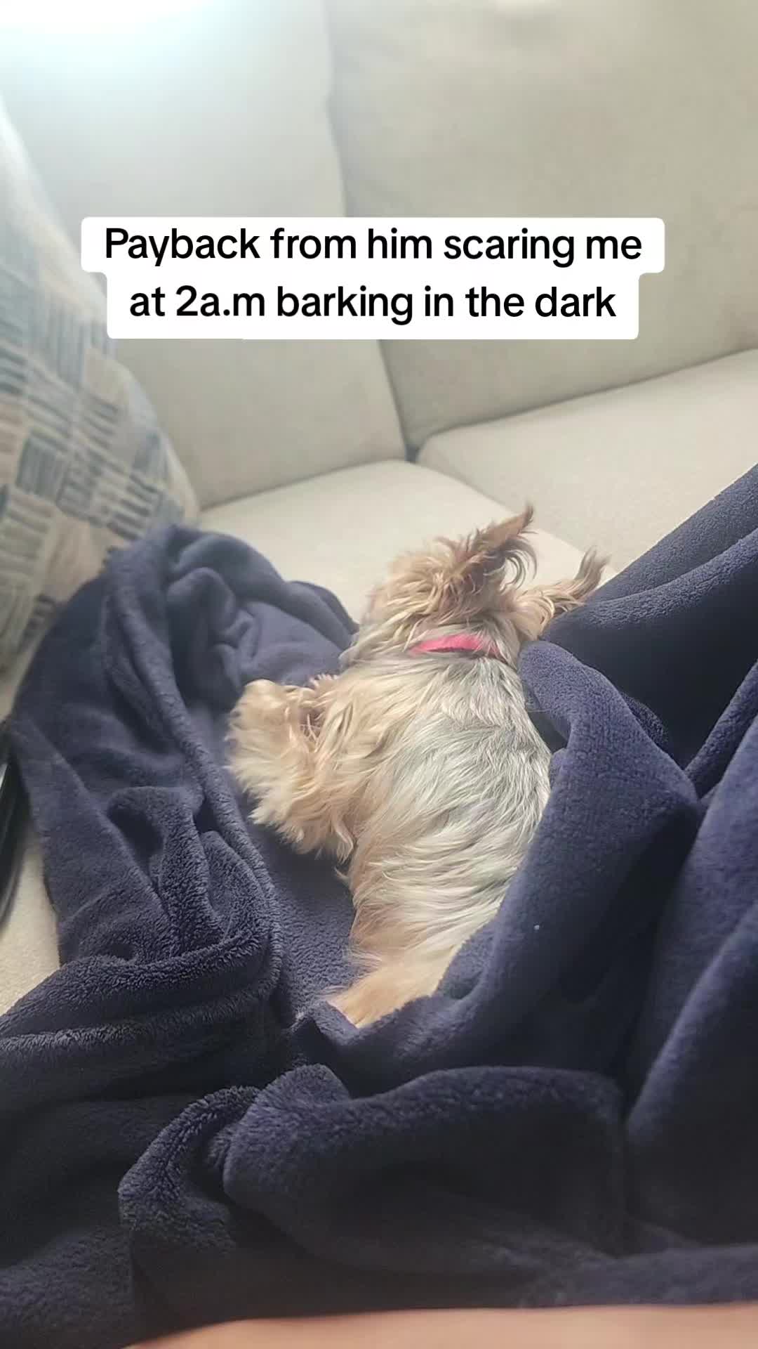 @Chase the Yorkie