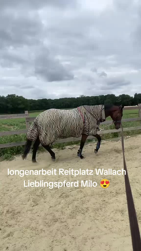 @Steffis_horse_world