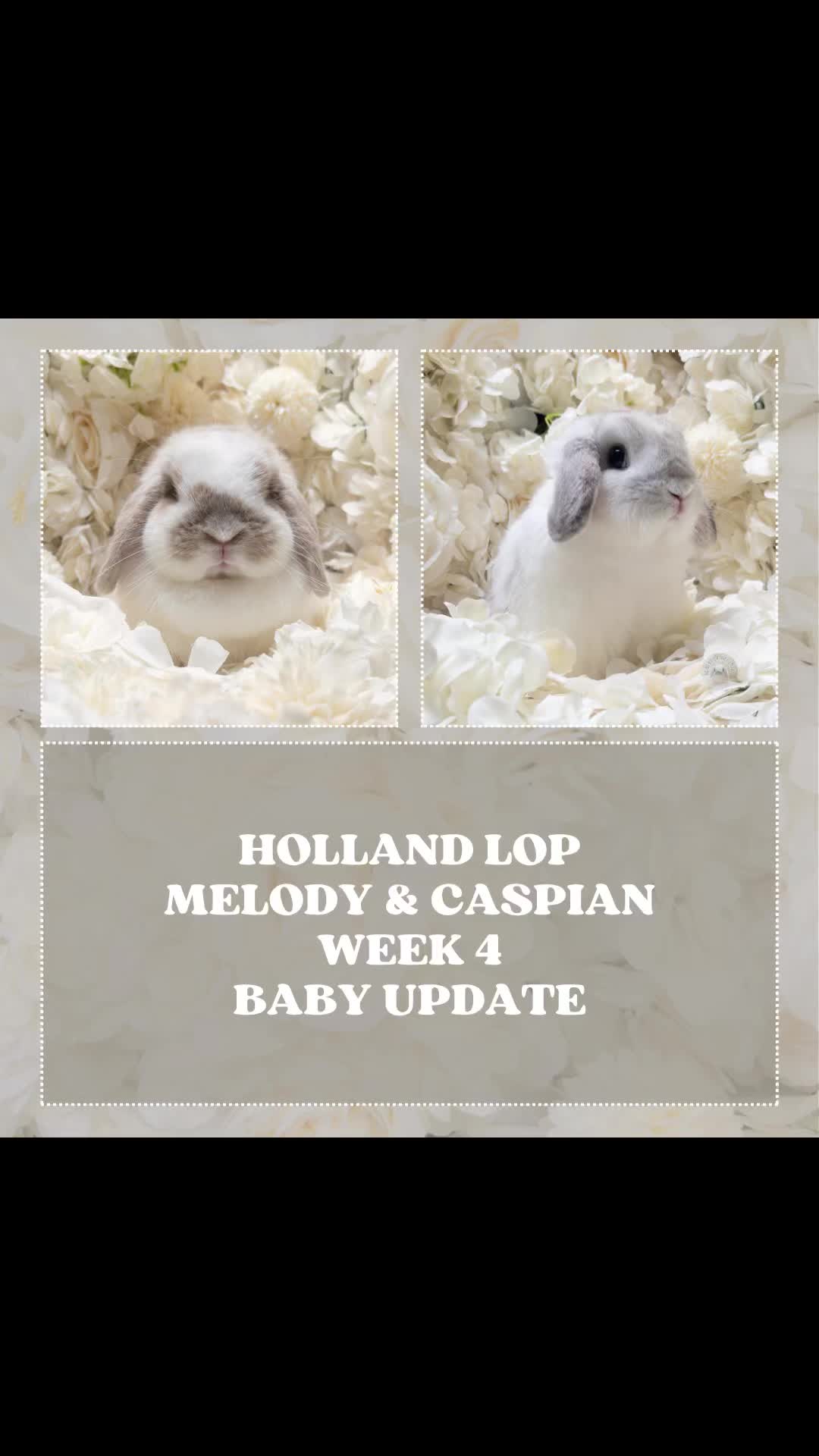 @Heartsofhollandsnyc