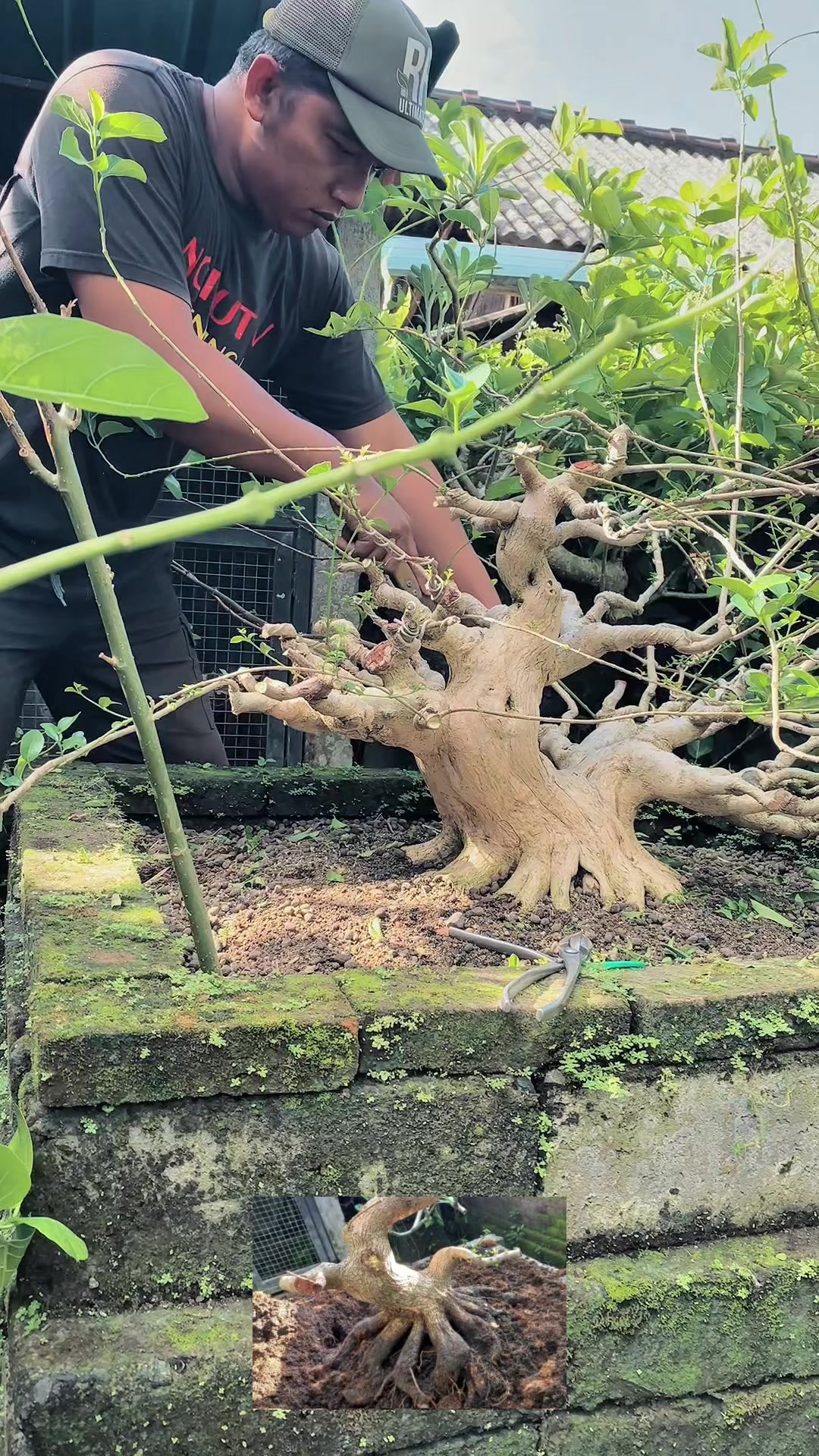 @“Cris Art Bonsai”
