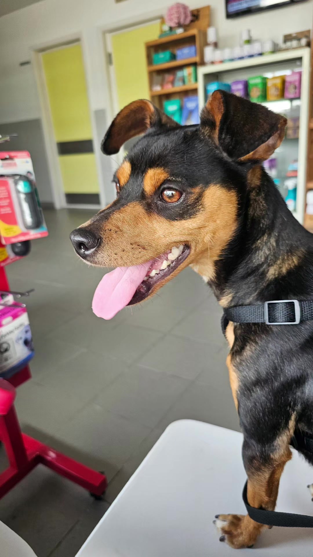 @Tierschutzhunde-Azoren