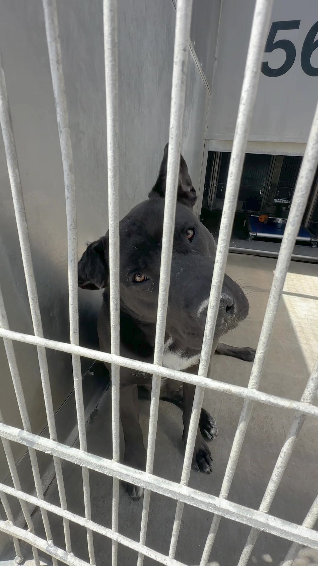 @Ventura County Animal Services