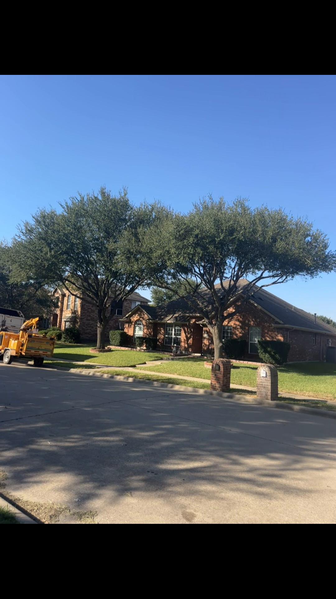 @Live Oak Tree Service