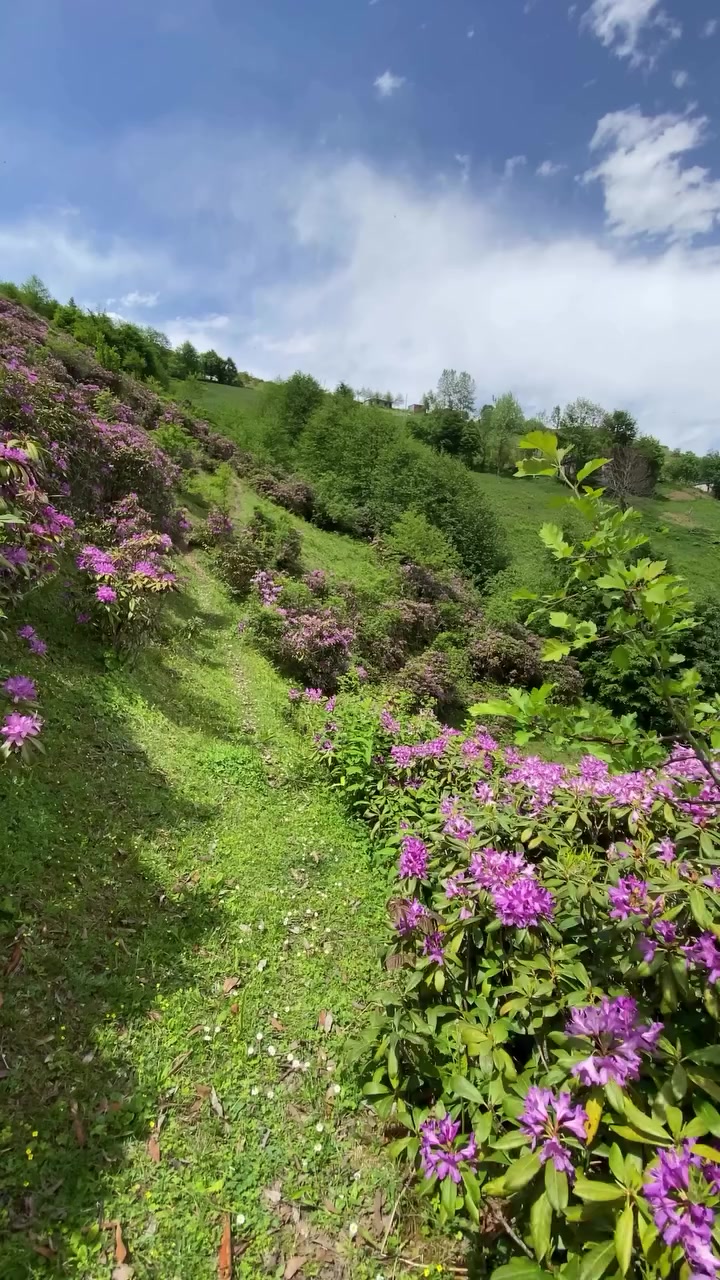 @_Hafizali61