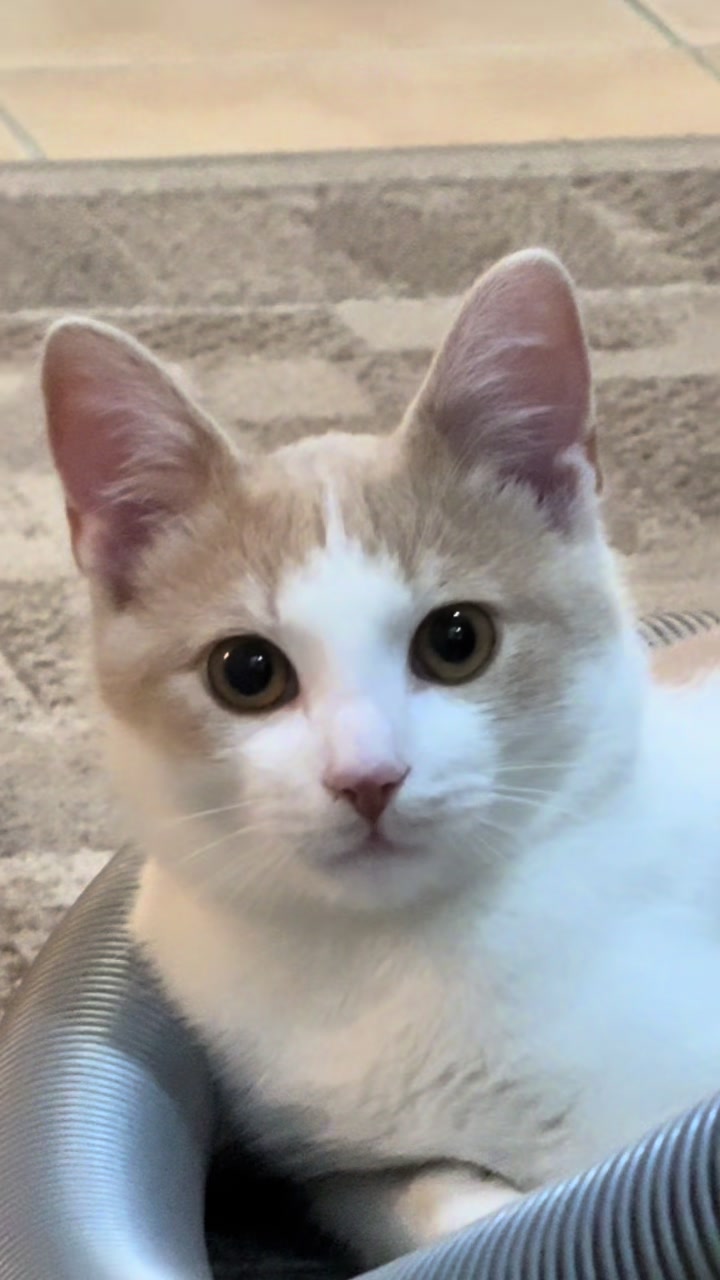 @Cezar, Loki i kompanija😹